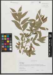 Foto von Salix triandra L.